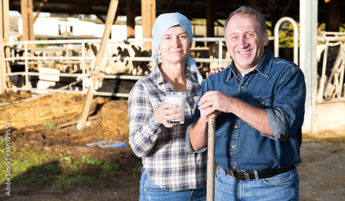 Portrait of successful senior man and woman owners of dairy farm at cowshed