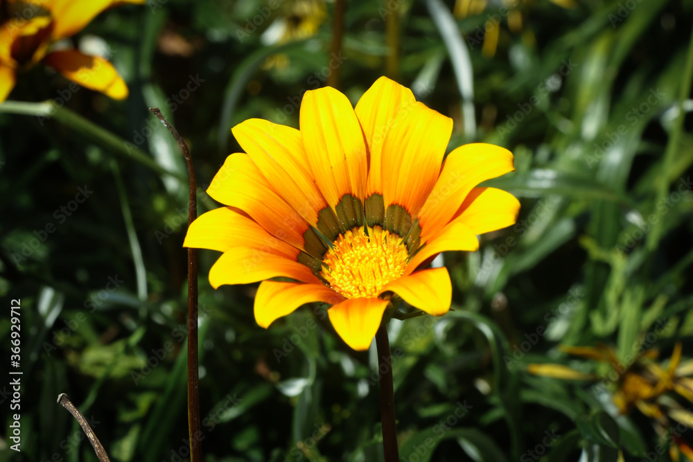 yellow flower on green background yellow flower on green background