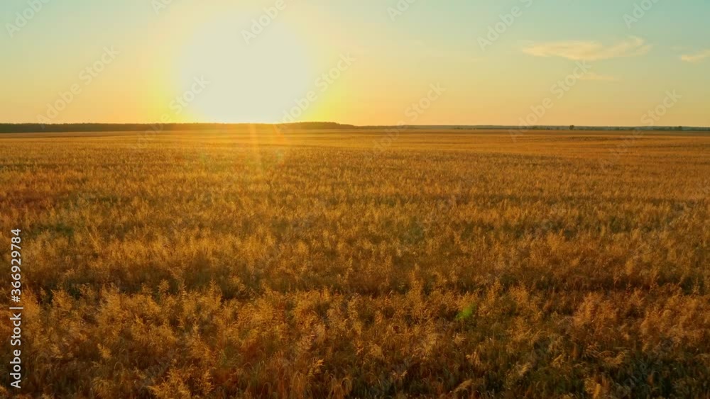 Aerial Cinematic clip: Drone flying over a wheatfield during sunset. Drone flies over yellow agriculture wheat field. Beautiful summer landscape of a wheat field. Top view to the farm wheatfield. Aerial Cinematic clip: Drone flying over a wheatfield during sunset. Drone flies over yellow agriculture wheat field. Beautiful summer landscape of a wheat field. Top view to the farm wheatfield.