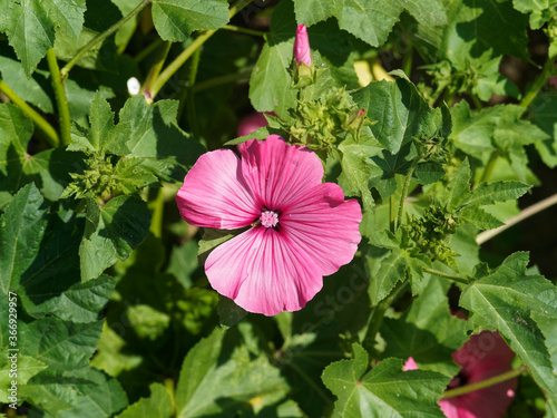 Lavatera trimestris | Mauve annuelle ou Lavatère d'un trimestre aux magnifique grandes fleurs soyeuses en trompettes aux pétales rose soutenu ou mauve