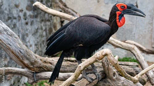 perched- ground hornbill -french- photo