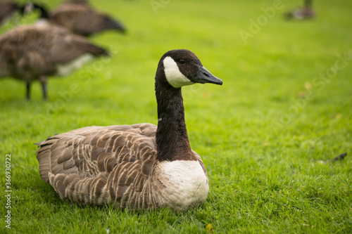 Beautiful Canada goose portrait in park © Anna