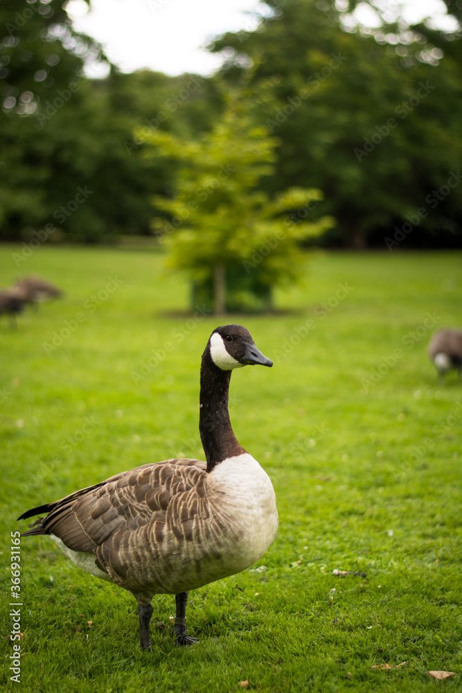 Beautiful Canada goose portrait in park Beautiful Canada goose portrait in park