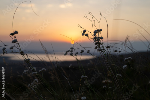 Beautiful summer sunset on a hill covered with meadow flowers-flowers and field grasses in the sunset light