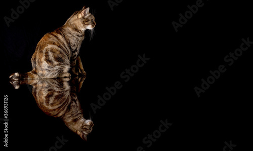 Ritratto di un gatto tigrato domestico riflesso su sfondo nero. Gatto con coda malformata. photo