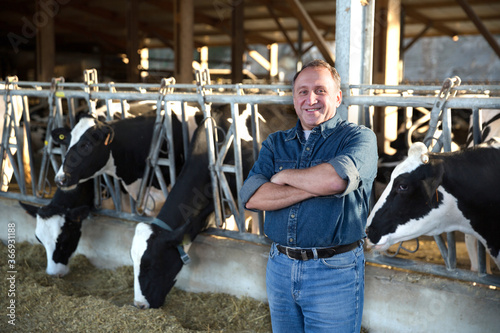 Smiling male farmer posing against background of cows in stall