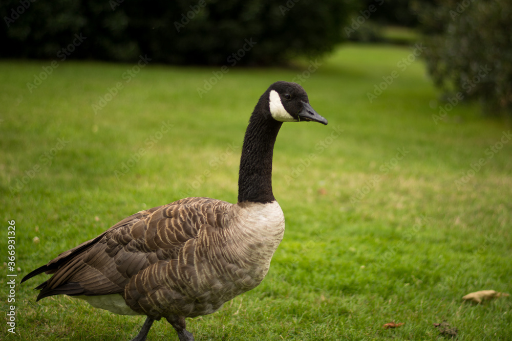 Beautiful Canada goose portrait in park Beautiful Canada goose portrait in park