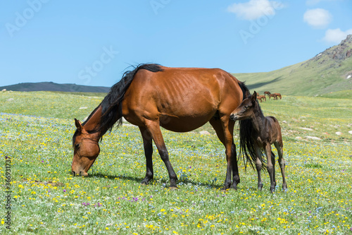 Horses in the steppe, Song Kol Lake, Naryn province, Kyrgyzstan, Central Asia