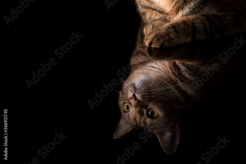 Ritratto di un gatto tigrato domestico riflesso su sfondo nero. Gatto con coda malformata. photo