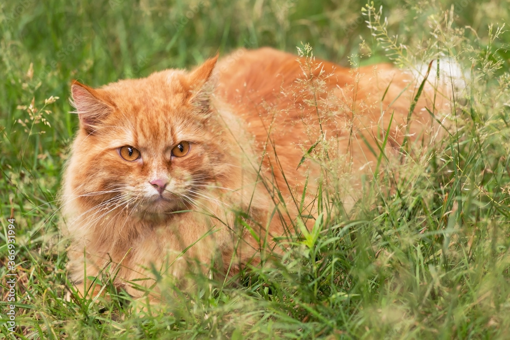 Beautiful fluffy red orange cat with insight attentive smart look lie in green grass outdoors in garden in nature