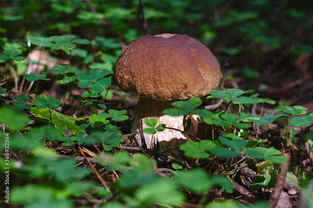 Boletus grew up in a lawn in the forest Boletus grew up in a lawn in the forest