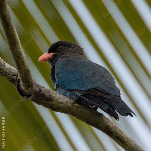 Dollar bird (Eurystomus orientalis), sitting on a branch, on the island of Koh Lanta in southern Thailand. photo