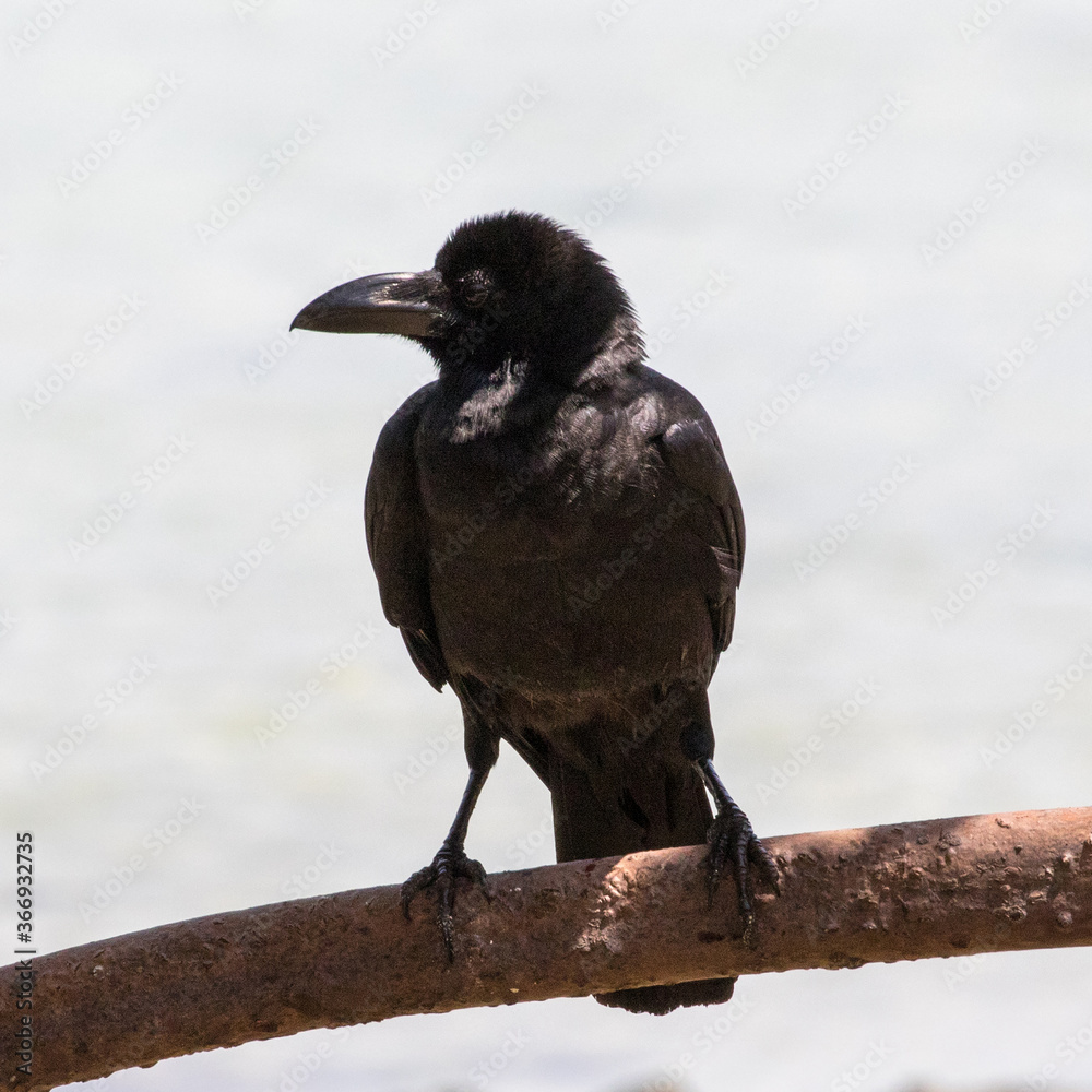 Fototapeta premium House Crow (Corvus splendens), sitting in a tree on the island of Koh Kradan in southern Thailand.
