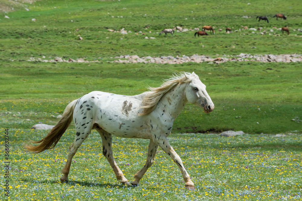 Horse running in the steppe, Song Kol Lake, Naryn province, Kyrgyzstan, Central Asia Horse running in the steppe, Song Kol Lake, Naryn province, Kyrgyzstan, Central Asia