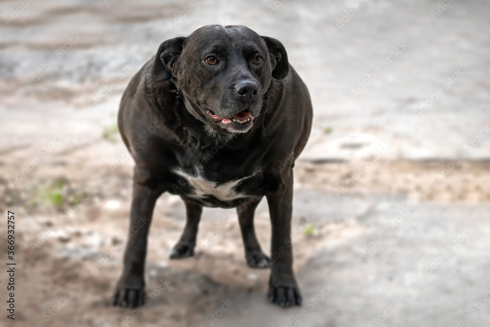 Very fat black dog standing on ground Very fat black dog standing on ground