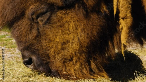 Close up of buffalo on amedeo eating hey. photo