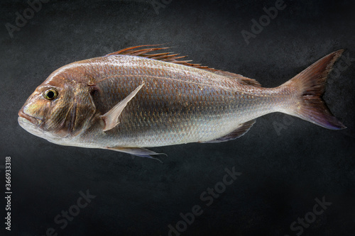 Common seabream on a dark stone background.