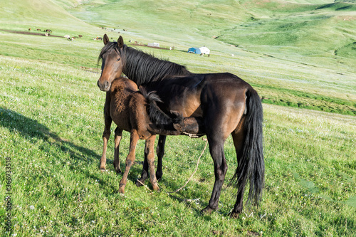 Foal suckling a mare, Song Kol Lake, Naryn province, Kyrgyzstan, Central Asia