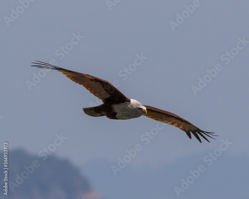 Brahminy Kite  Haliastur indus  flying with prey on western Koh Lanta  Thailand.