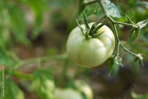 green tomato in the garden