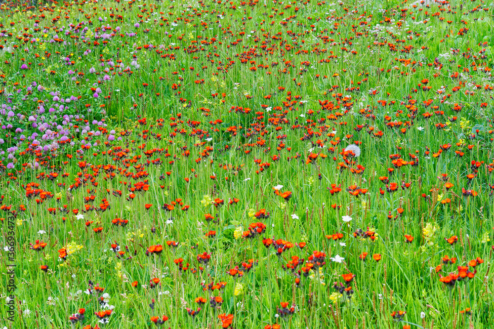 Meadow with wildflowers, Erigeron aurantiacus, Sary Jaz valley, Issyk Kul region, Kyrgyzstan