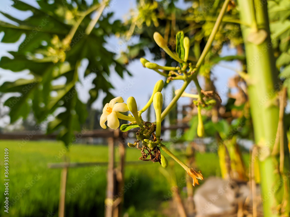 Papaya flower or pawpaw flower are booming. Papaya flower is white. It