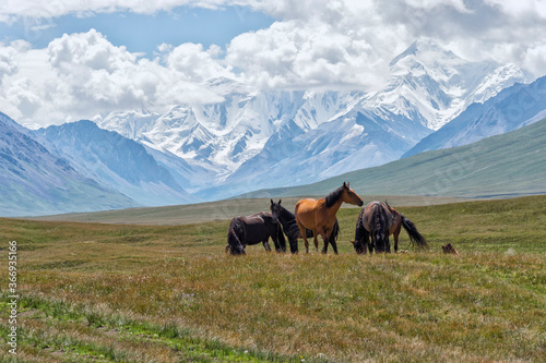 Horses grazing in front of Tien Shan snow-capped mountains, Sary Jaz valley, Issyk Kul region, Kyrgyzstan photo