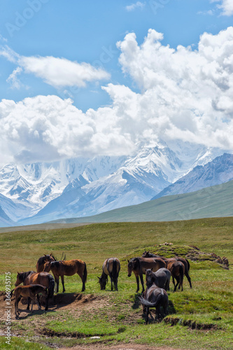 Horses grazing in front of Tien Shan snow-capped mountains  Sary Jaz valley  Issyk Kul region  Kyrgyzstan