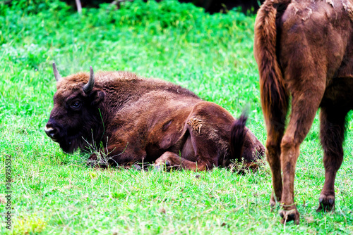 Wild european bisons or wisent (Bison bonasus) in the forest reserve, Pszczyna Jankowice, Poland photo