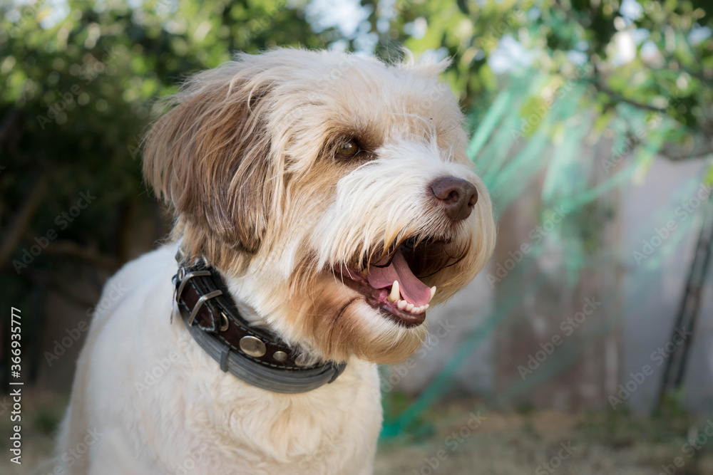 Perro sano perro feliz Perro sano perro feliz