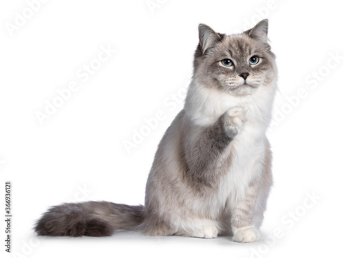 Obraz na plátně Pretty Neva Masquerade cat sitting facing front