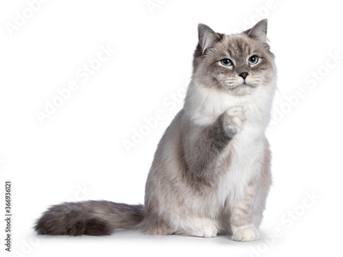 Pretty Neva Masquerade cat sitting facing front. Looking straight to camera with light blue eyes. Isolated on a black background. One paw playful in air.