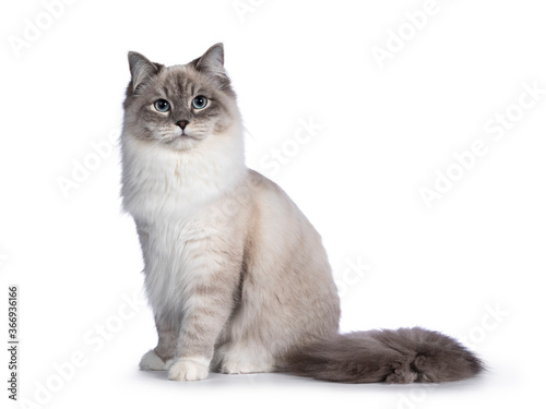 Pretty Neva Masquerade cat sitting side ways. Looking straight to camera with light blue eyes. Isolated on a black background. Bushy tail behind body.
