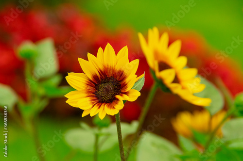 Firecracker sunflower with yellow  orange  or golden petals and a dark red or crimson coloring on petals near the black center of the flower.