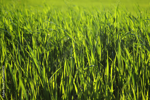 Young wheat seedlings growing in a field.