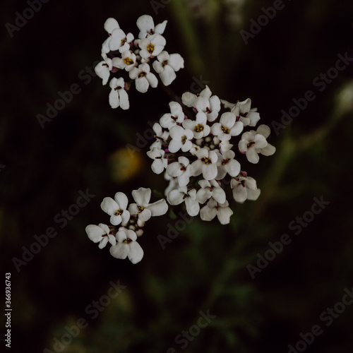 Kleine, weiße Blüten