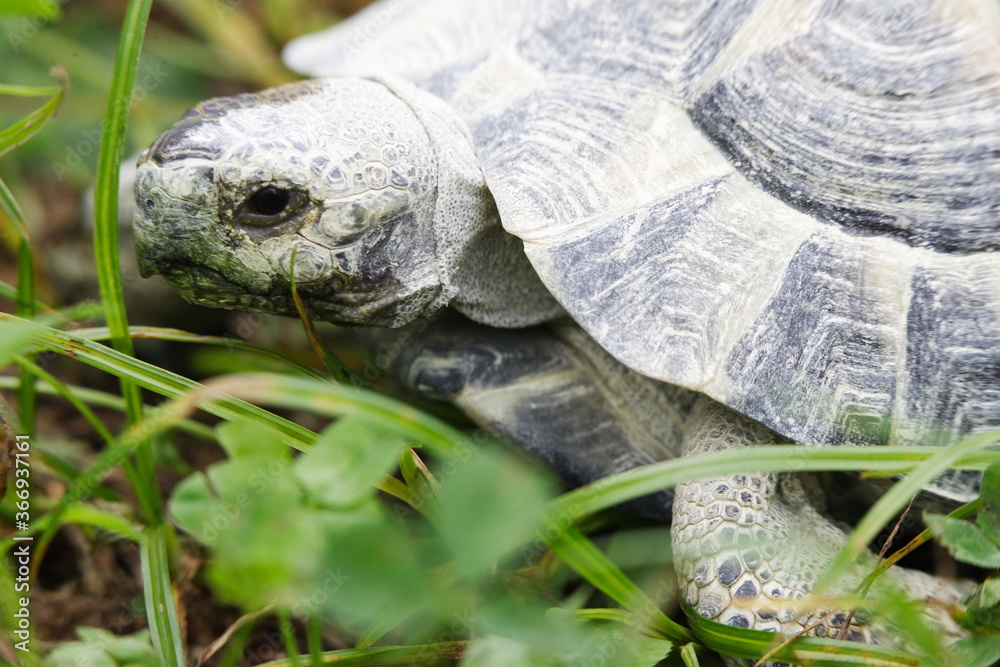Tortoise Eating clover for lunch Tortoise Eating clover for lunch