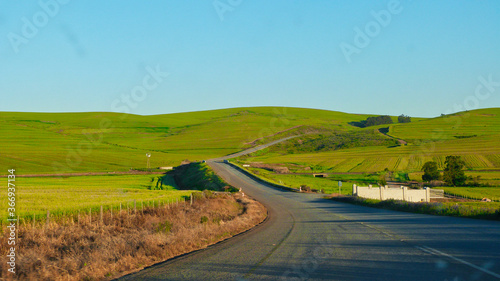 Meandering road in freshly planted Canola fields between Malmesbury and Durbanville in the West Coast region of the Western Cape, South Africa