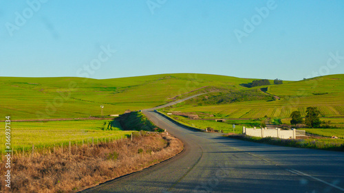 Meandering road in freshly planted Canola fields between Malmesbury and Durbanville in the West Coast region of the Western Cape, South Africa © SamFourie