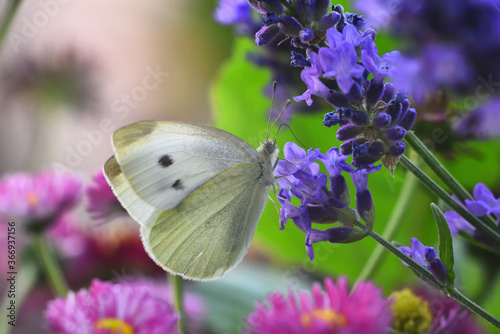 Kleiner Kohlweißling auf Lavendel  