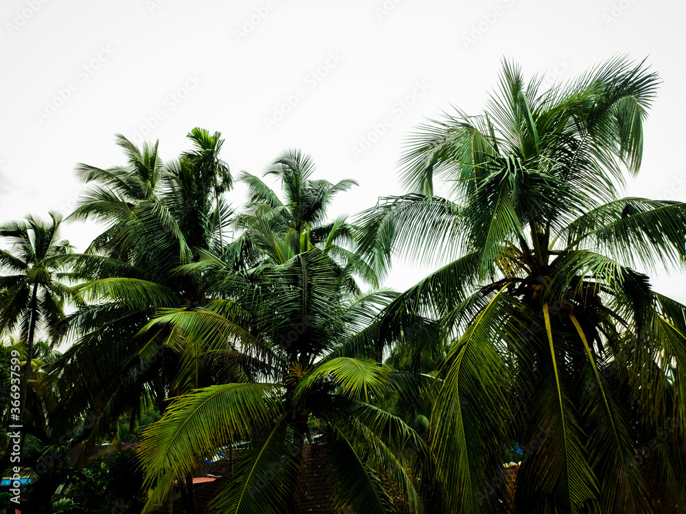 Coconut Tree Landscape in the Morning Coconut Tree Landscape in the Morning