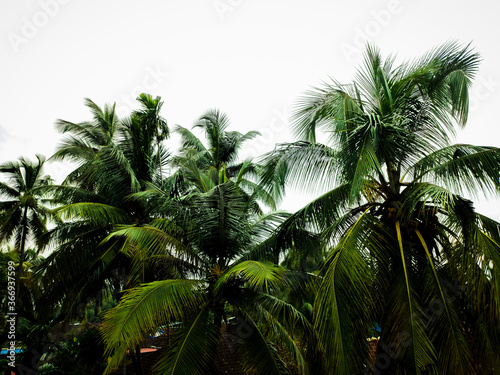 Coconut Tree Landscape in the Morning