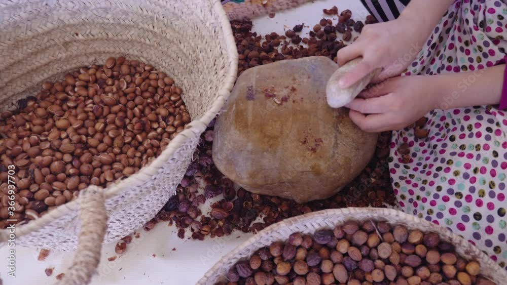 A Moroccan woman opens the outer shell of Argan nuts for the ...
