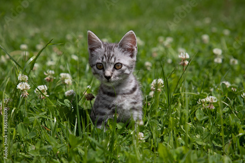 Lovely white gray kitten sitting on a green grass in the garden. Cute domestic animal portrait. Kitty relaxed outdoor