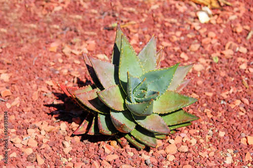 Agave plated in red gravel out in the open. Aloe brevifolia photo