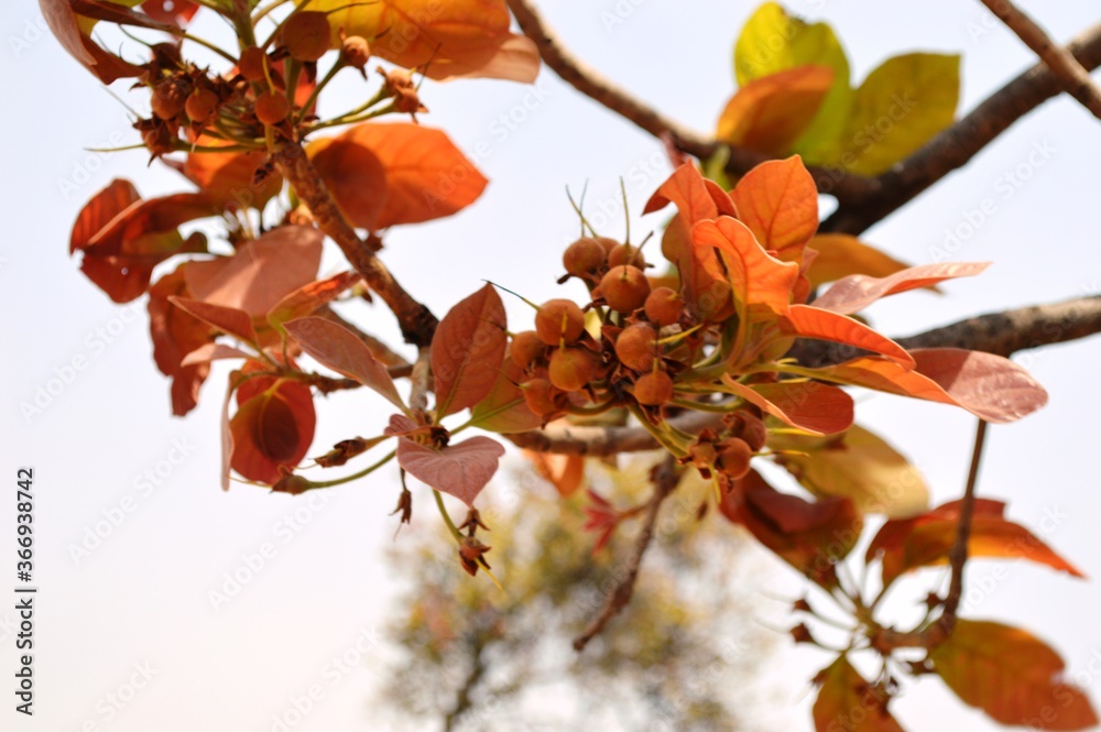 Madhuca longifolia Sapotaceae, wild deciduous tree, flowers aromatic sweet. Young fruits. ripen fruits liked by bat and other animals, birds. Seed oil is useful.