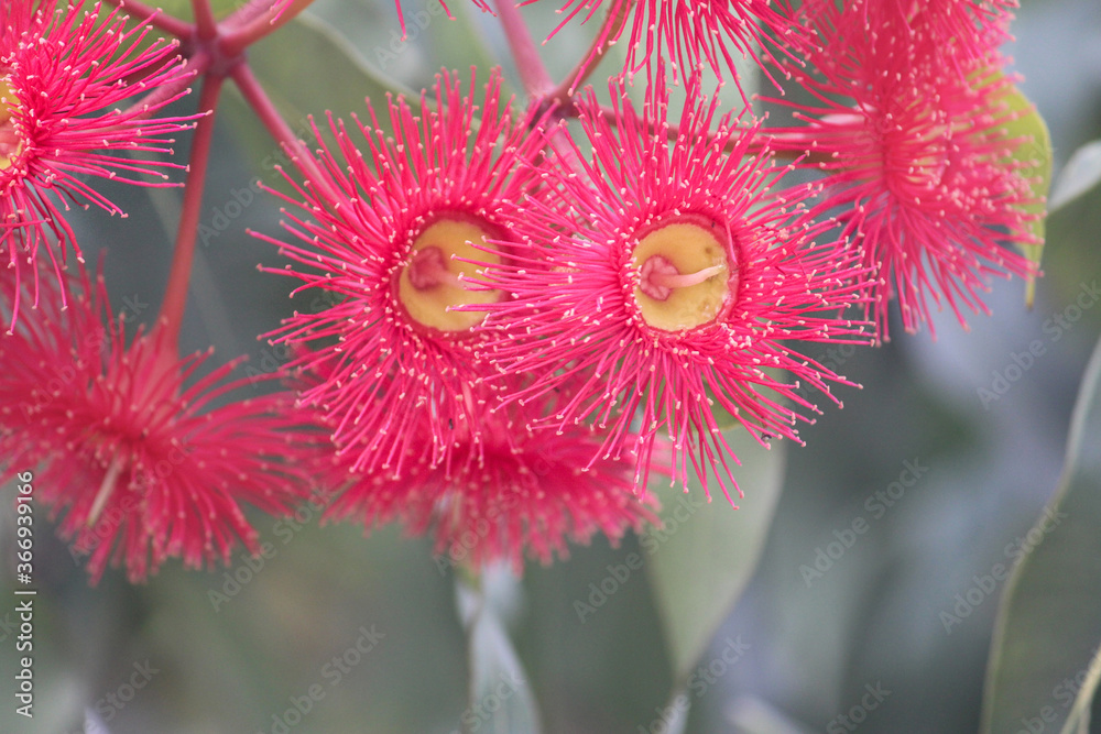 Pink and yellow gum nut flowers with gum leaves. Flowering gum tree — free download