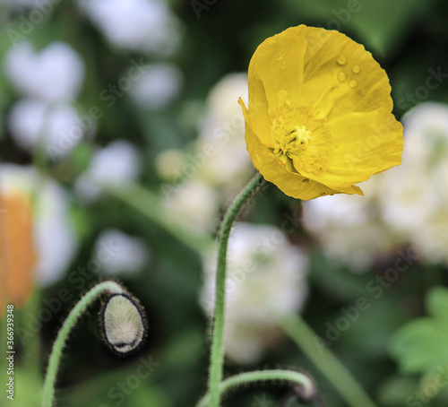 Yellow Poppy on dark background - Welsh poppy. Sydney © Rose Makin