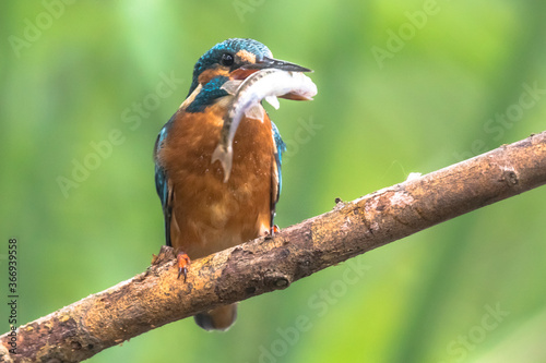 Common European Kingfisher with fish