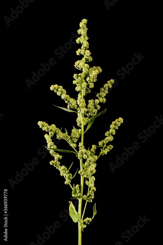 Common Orache (Atriplex patula). Inflorescence Closeup photo